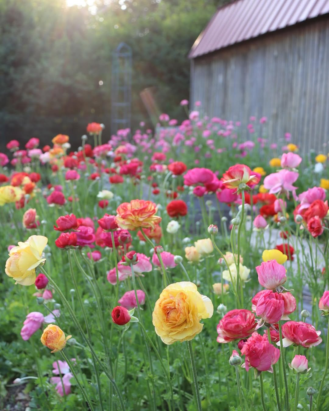 A dense cluster of ranunculus blossoms with ruffled petals in hot pink, blush, cream, yellow, and orange against a dark green background.