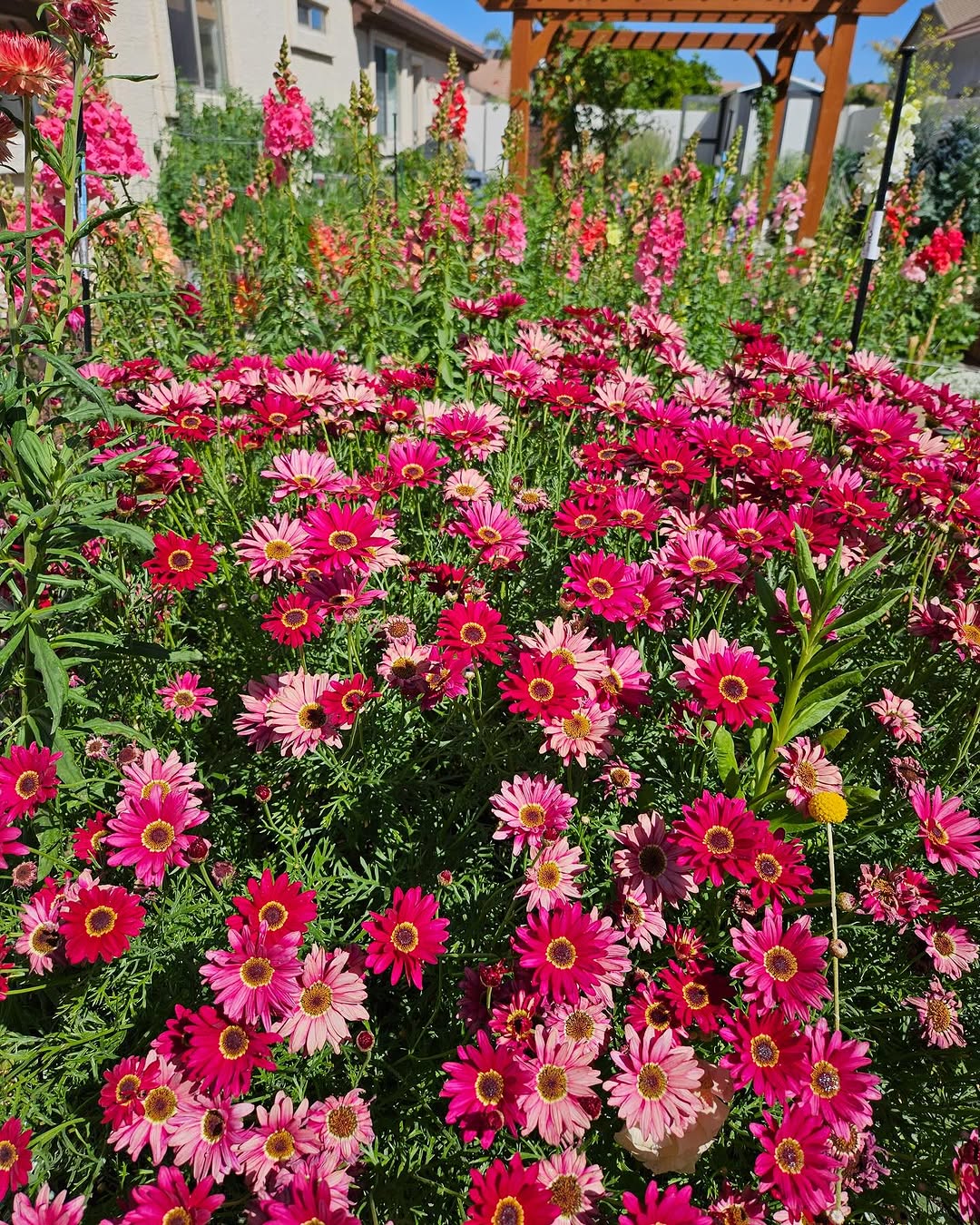 Orange strawflower-like blooms in sharp focus in the foreground of a sunlit garden, with rows of pink and red flowers leading toward a wooden pergola in the background.