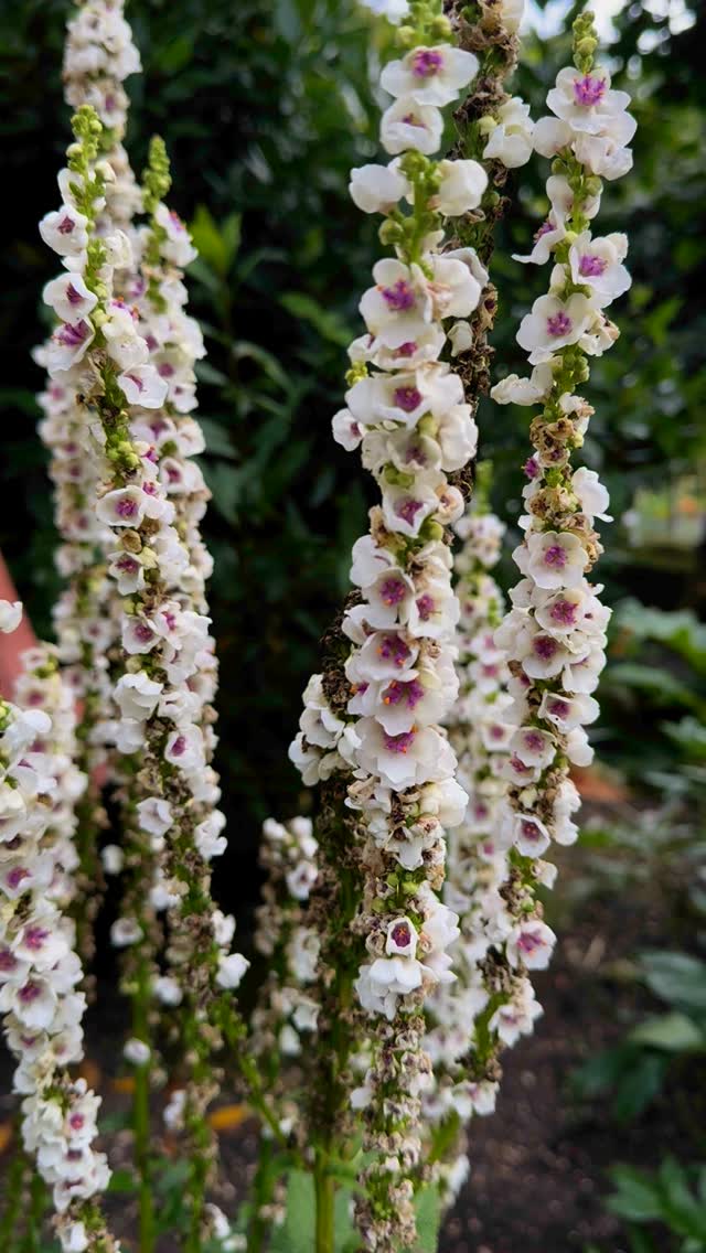 Two small upright purple grape hyacinth flower spikes surrounded by arching green leaves against a softly blurred garden background.
