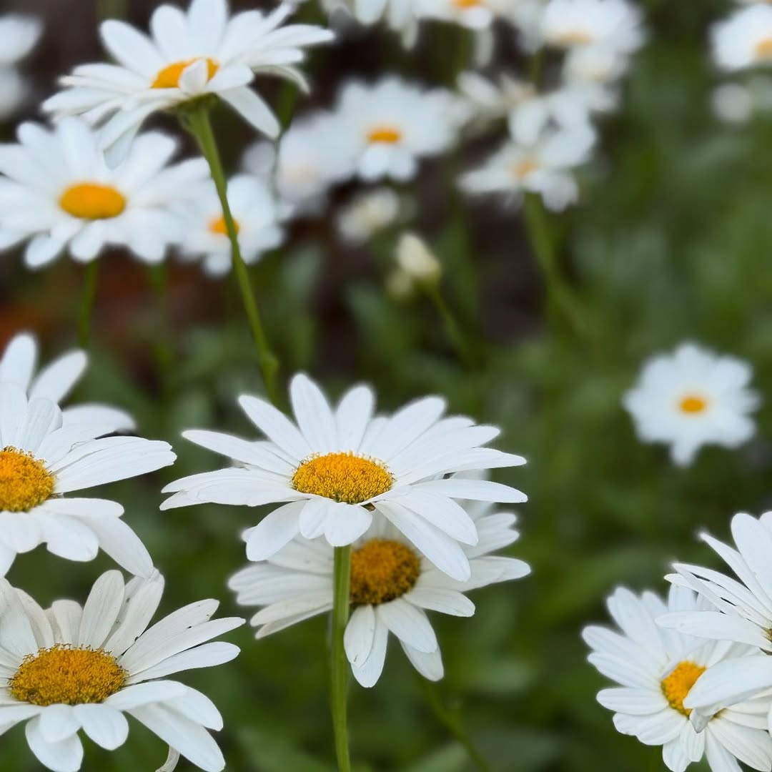 A cluster of white daisies with bright yellow centers filling the frame, set against a deeply blurred dark green background.