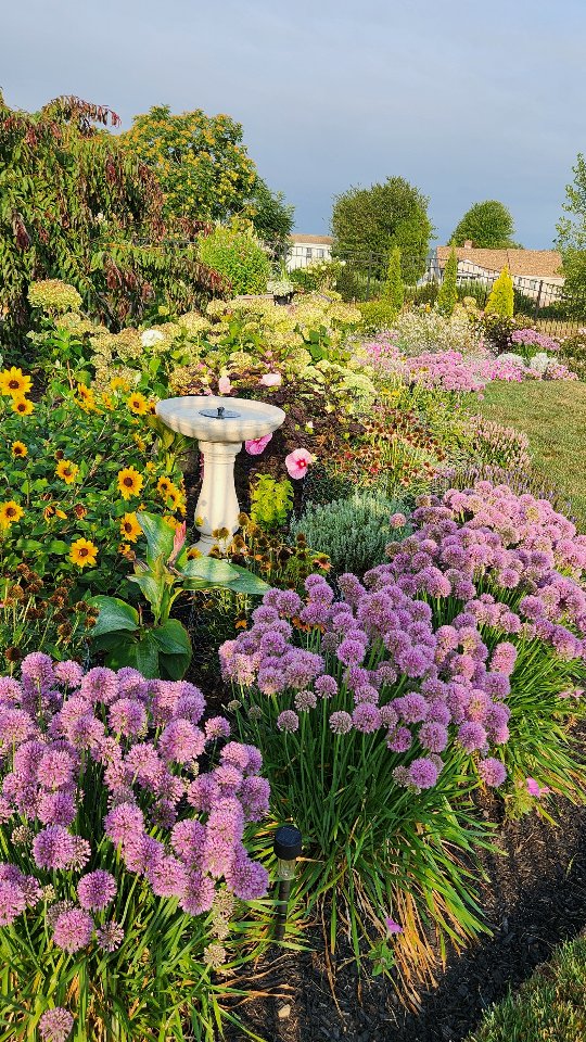 A landscaped garden bed with mounding purple allium blooms repeating across the space, a white birdbath as the central focal point, and yellow flowers adding contrast.