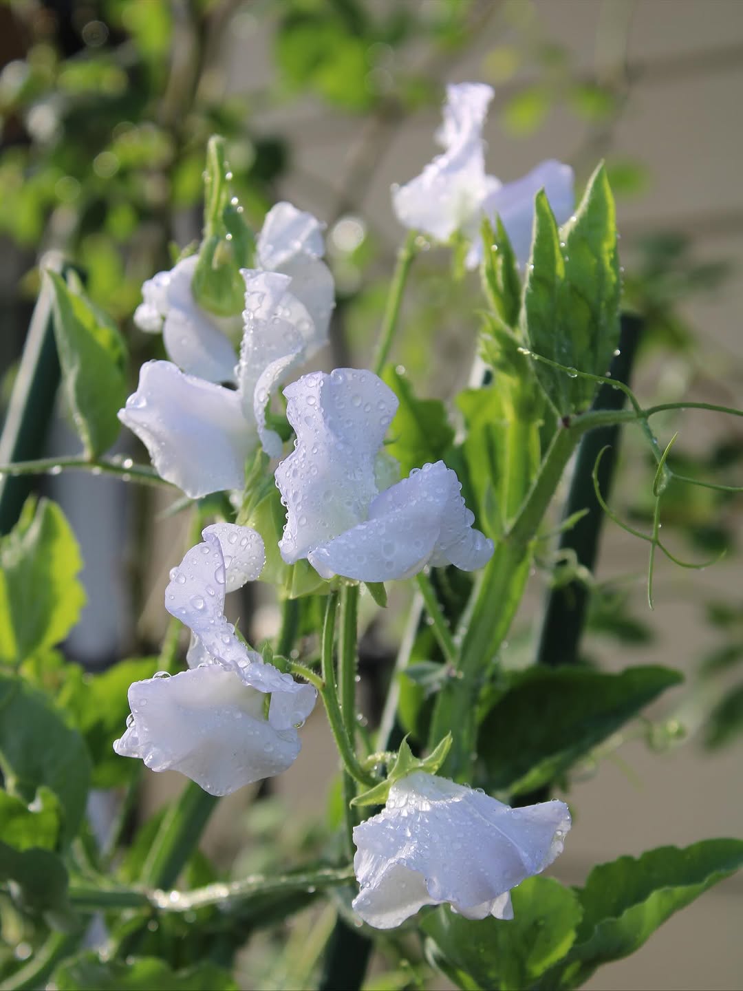 A close-up of a soft blush pink sweet pea flower with ruffled petals on a slender stem against a dark, blurred background.