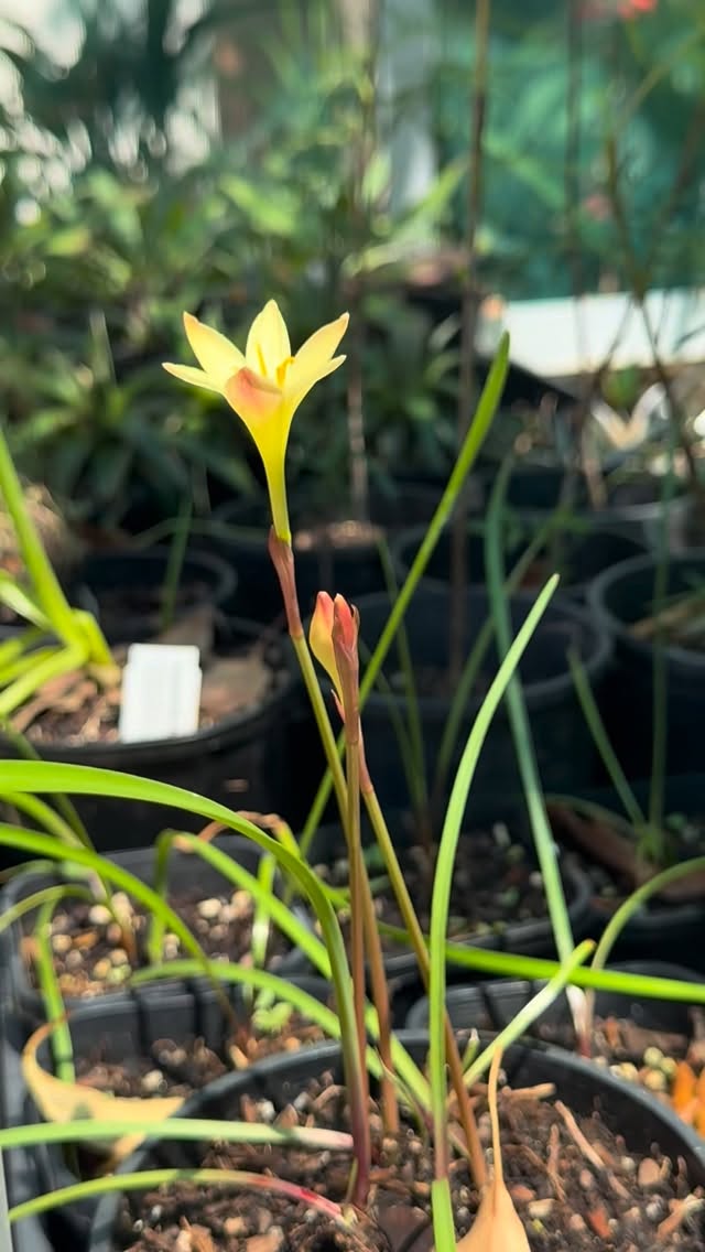 A single small yellow star-shaped rain lily on a slender stem rises from a nursery or greenhouse setting, surrounded by soil, plant labels, and other stems.