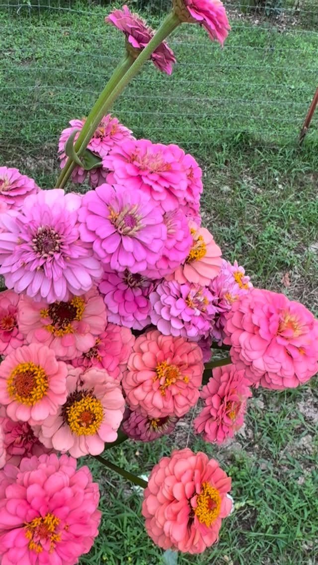 A handheld bouquet of pink and coral Oklahoma zinnias with visible yellow centers, held over a simple green lawn background.