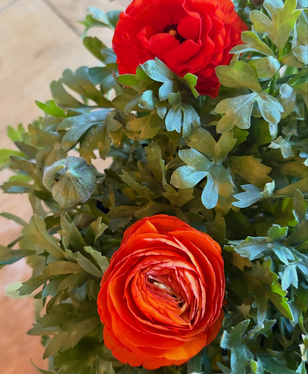 A bright orange ranunculus bloom with tightly layered petals sits low in the frame, with a red flower above it and blue-green foliage filling the background.