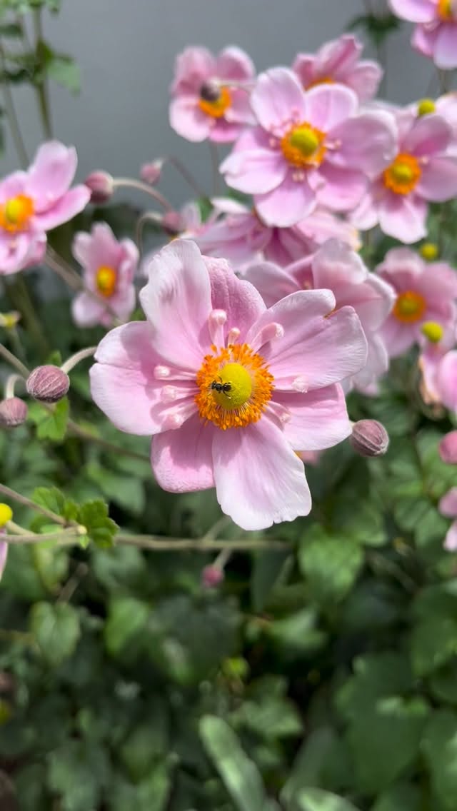 A macro close-up of a single pale pink blossom with a bright yellow center, surrounded by softly blurred pink buds and green foliage.