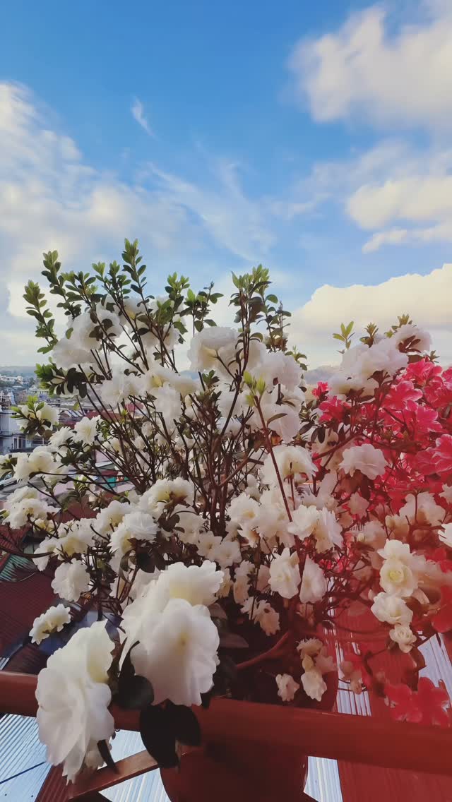 An outdoor planter overflowing with fluffy white blossoms, with bright pink flowers as an accent against a blue sky.