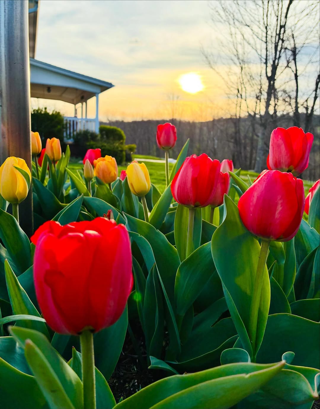Low-angle view of red and yellow tulips rising tall against a warm sunset sky, with a house porch visible at the edge.